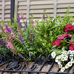 Window box flowers