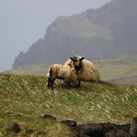 Well protected against the cold wind...