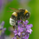 Teddy [Explore # 28 ⭐]
