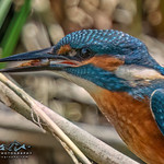 Eurasian Kingfisher (Alcedo atthis)-2063