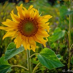 Sonnenblume, Helianthus