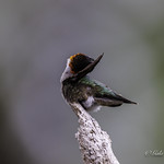 Colibri à gorge rubis : Ruby-throated Hummingbird : Archilochus colubris.