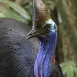 Cassowary, Southern (Casuarius casuarius)