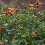 Morning Rose Hips