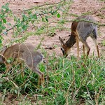 Kirk's Dik-Dik Looking For Food (Madoqua kirkii) Serengeti National Park