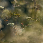 I remember&hellip;we met in the meadow