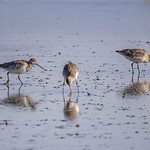 Bar-Tailed Godwits _MG_2725