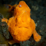 Orange painted frogfish ( Antennarius pictus) Lembeh-6040880.jpg
