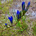 a group of gentians