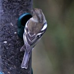 Eurasian Blue Tit (Cyanistes Caeruleus)
