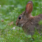 Eastern Cottontail Rabbit - eating a clover flower