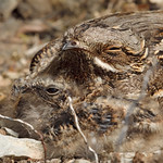 European Nightjar (Caprimulgus europaeus)_92A0379a