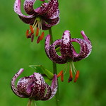 Lilium martagon