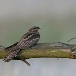 Nightjar
