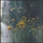 Summer - film Hasselblad