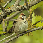 Lark Sparrow