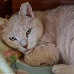 Guinivere #8 - 2022-01-30