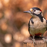 Wait a minute Mr Postman