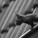 "Prince of a Thousand Enemies" - Lord Frith: 1978