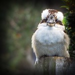 A little baby Kookaburra