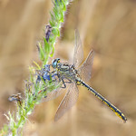 Gomphus pulchellus ♀