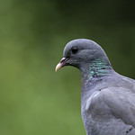 Stock Dove.