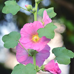 Hollyhocks (pretty in pink)