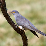 Common Cuckoo - Cuculus canorus