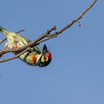 Coppersmith Barbet