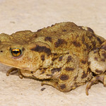 Common Toad - Bufo bufo