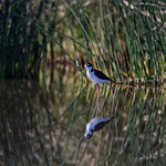 Psychedelic Reflection - Black necked stilt