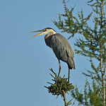 Grand H&eacute;ron - Great Blue Heron