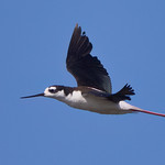 Beautiful Morning Flight- Black Necked Stilt