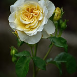 Wet white rose