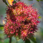 Rose bedeguar gall