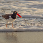 I love the orange bill!