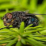 Calliphora vomitoria