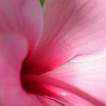 IMG_8053 Hibiscus