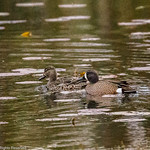 Blue Winged Teal #4 - 2021-04-25