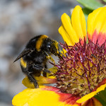 The Queen came to visit