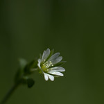 Cerastium fontanum 3