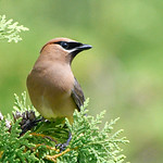 20220729-_DSC8121 - Cedar Waxwing