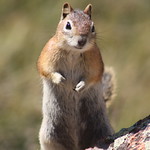 Colorado Chipmunk 03