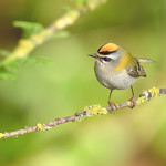 Roitelet triple-bandeau