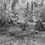 Brahmkampsg&auml;rten - Garten des Chaos