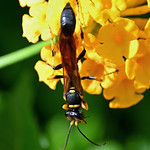 BLACK-AND-YELLOW MUD DAUBER 2