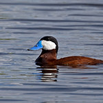 Ruddy Duck (Oxyura jamaicensis) - 20220610-01
