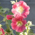 Hollyhock