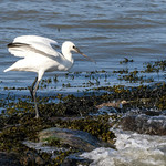 Lepelaar-Eurasian Spoonbill (Platalea leucorodia)