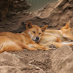 Australian Dingo